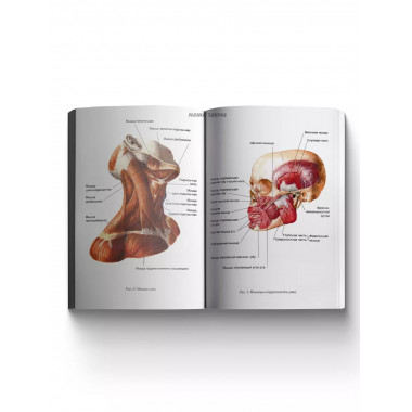 Логопедический массаж