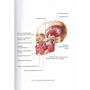 Логопедический массаж