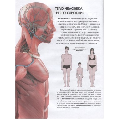 Популярный атлас анатомии человека. Палычева Любовь