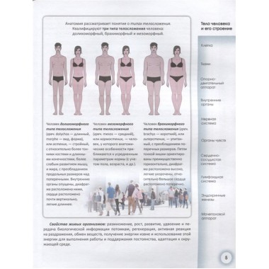 Популярный атлас анатомии человека. Палычева Любовь