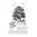 Ботаника. Советский учебник для 5-6 классов. 1957 год.