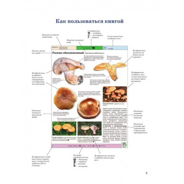 Большая энциклопедия. Грибы. Съедобные и несъедобные.