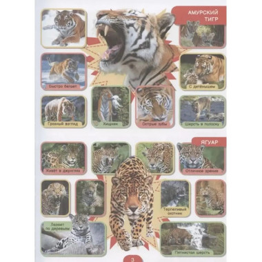 5000 фотографий, которые можно рассматривать целый год.