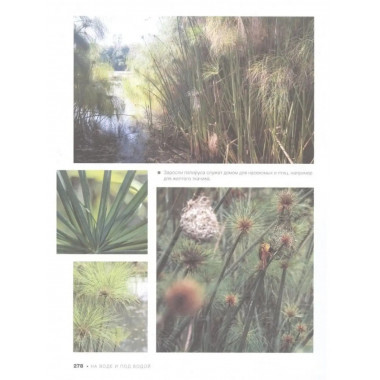 Большая книга о растениях. 1001 фотография.