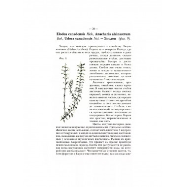 Водяные растения для аквариумов комнатных, садовых