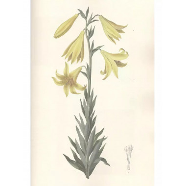 Gennuria plantarum rariorum russiae meridoinalis