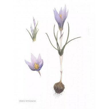 Gennuria plantarum rariorum russiae meridoinalis