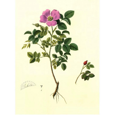 Gennuria plantarum rariorum russiae meridoinalis