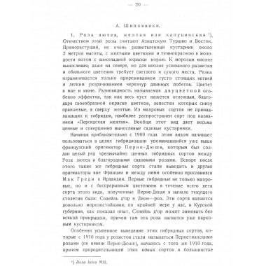 Розы. Кичунов Н.И.