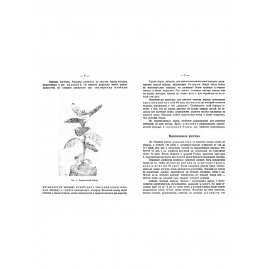 Табаководство в северной области России. Эгиз С.А.