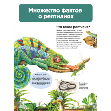 Рептилии.