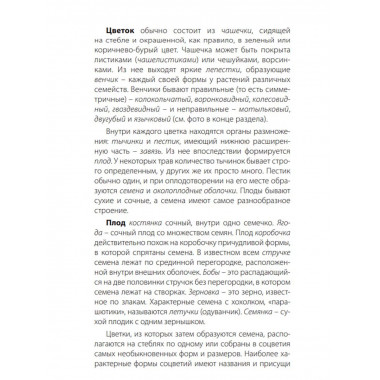 Лечебные травы. Иллюстрированный справочник-определитель.