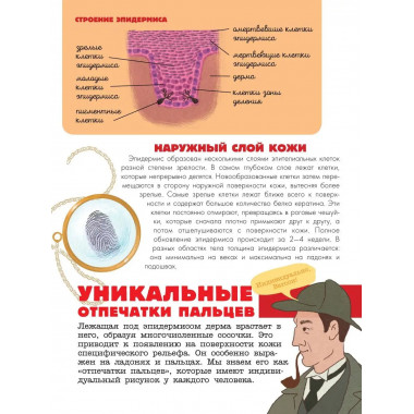 Тело человека.