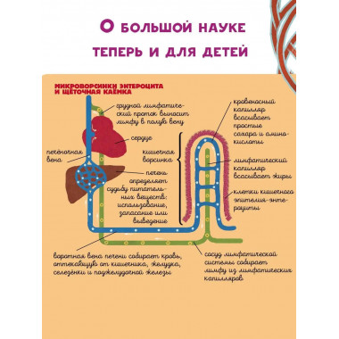 Тело человека.