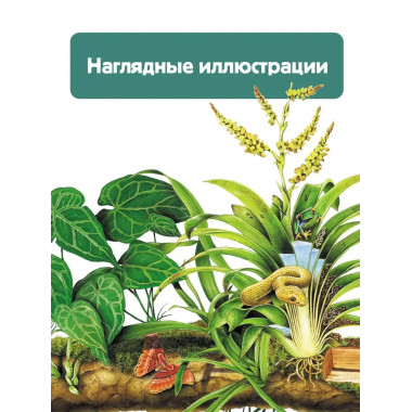 Растения.