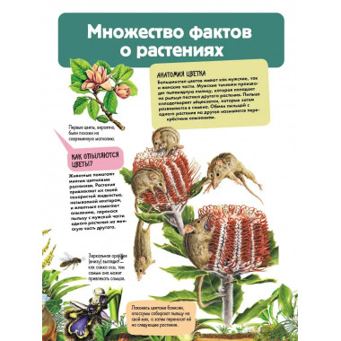 Растения.