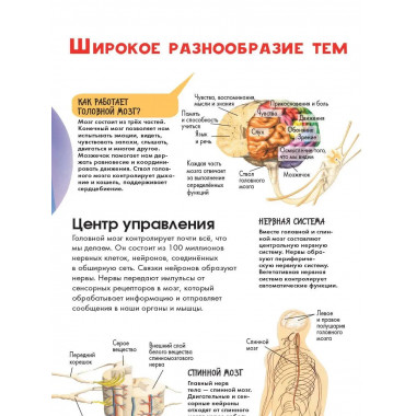 Тело человека.