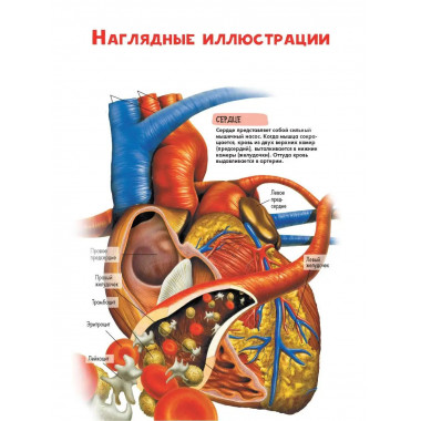 Тело человека.