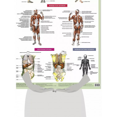 Анатомия человека.