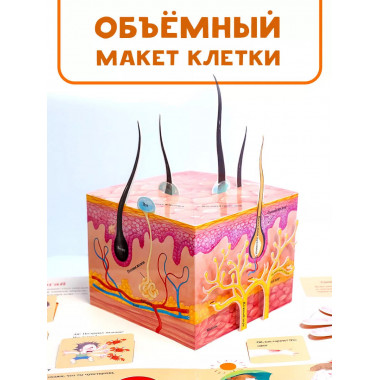 Все секреты человека.