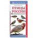 Птицы России. Наглядный карманный определитель.