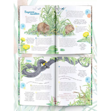 Жизнь пруда.