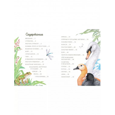 Жизнь пруда.