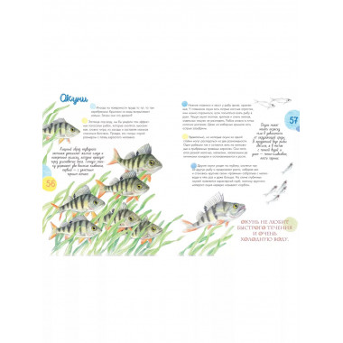 Жизнь пруда.