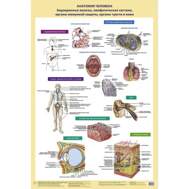 Анатомия человека.