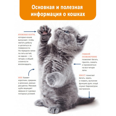 Кошки. Полное руководство для детей.