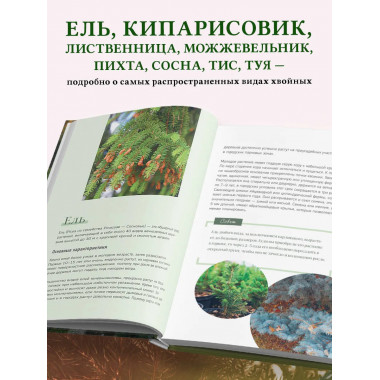 Роскошные хвойные. Виды, посадка, уход.