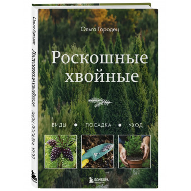 Роскошные хвойные. Виды, посадка, уход.