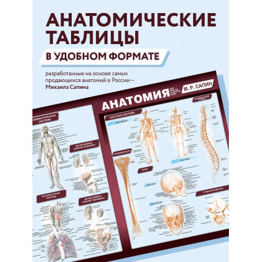 Анатомия. Самая компактная анатомическая таблица.