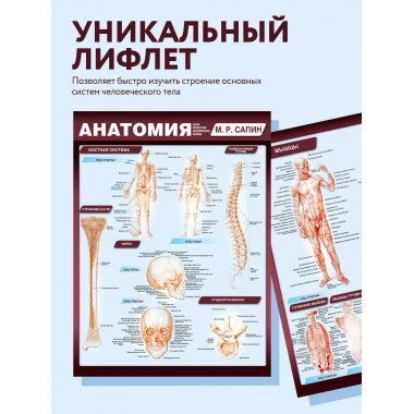 Анатомия. Самая компактная анатомическая таблица.