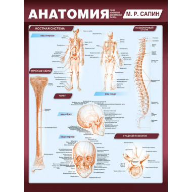 Анатомия. Самая компактная анатомическая таблица.