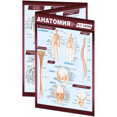 Анатомия. Самая компактная анатомическая таблица.