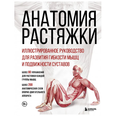 Анатомия растяжки.
