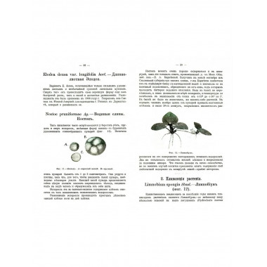 Новые аквариумные рыбы и растения