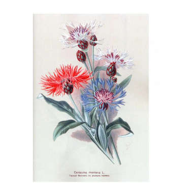 Садовые многолетники.