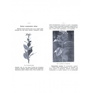 Табаководство. Выращивание и обработка