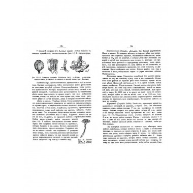 Цветы и пчелы.