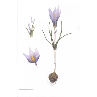 Gennuria plantarum rariorum russiae meridoinalis Ф.К. Биберштейна глазами молодых исследователей 