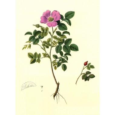 Gennuria plantarum rariorum russiae meridoinalis Ф.К. Биберштейна глазами молодых исследователей 