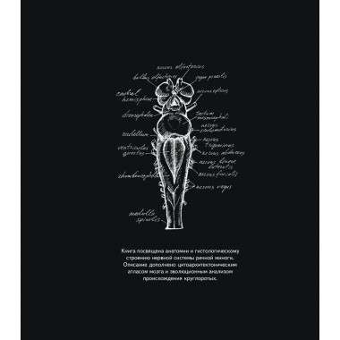 Мозг речной миноги. Савельев С.В.